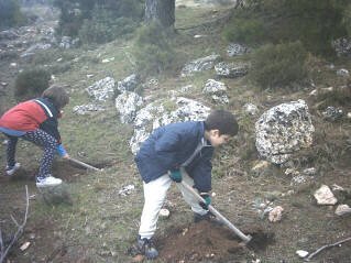 REPOBLACION 02  ECOLOGIA